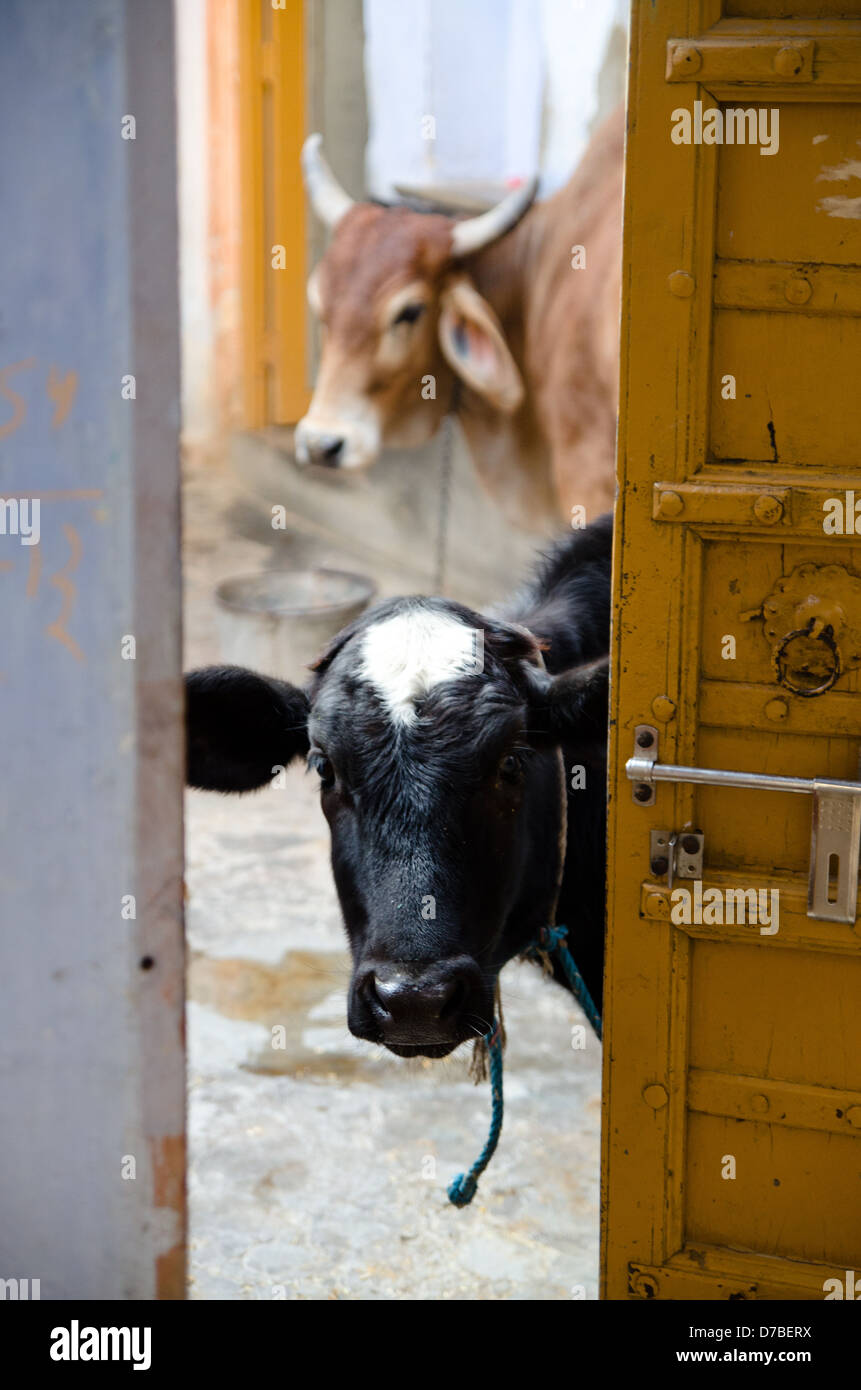 PUSHKAR, India - 22 gennaio: due mucche peek attraverso una porta il 22 gennaio 2013 in Pushkar. Foto Stock