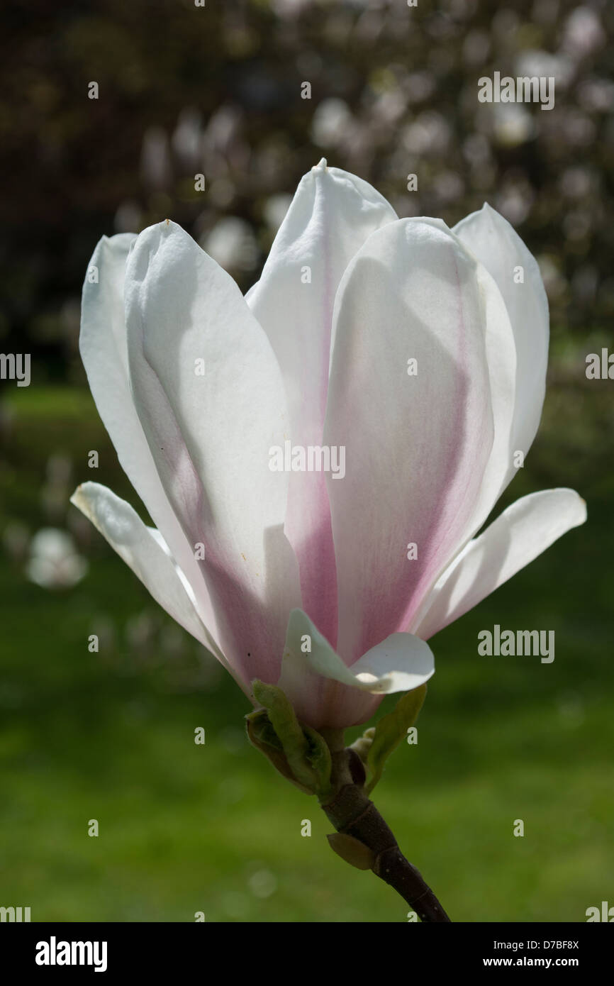 Bella singola magnolia blossom fino vicino Foto Stock