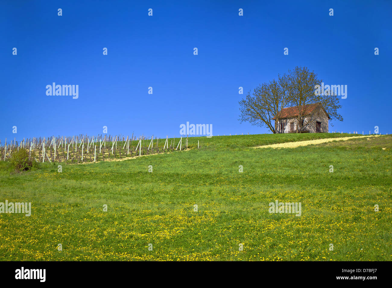 Cottage e vigneto sulla collina idilliaco, Kalnik, Croazia Foto Stock