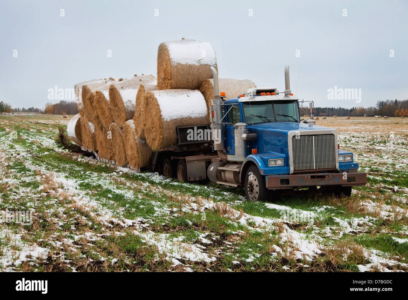 Semi-camion affondato in un campo con balle di fieno che cada dal lato; parco county Alberta Canada Foto Stock