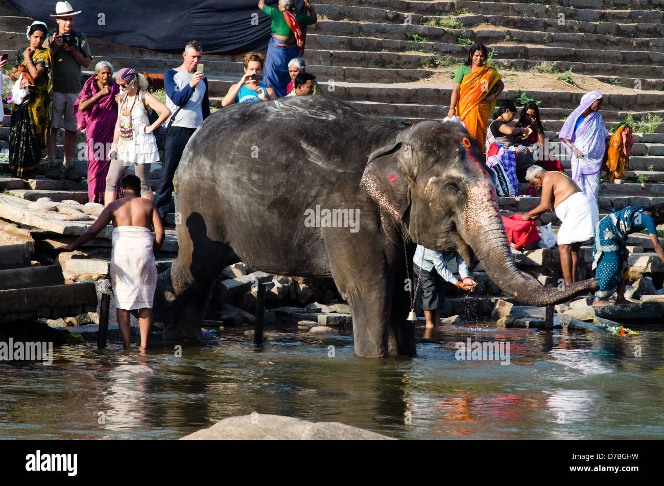 HAMPI, India - 2 Marzo: Lakshmi il tempio elephant prende il suo bagno quotidiano nel fiume il 2 marzo 2013 in Hampi. Foto Stock