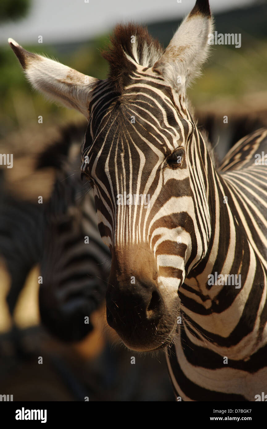 Testa della zebra Foto Stock