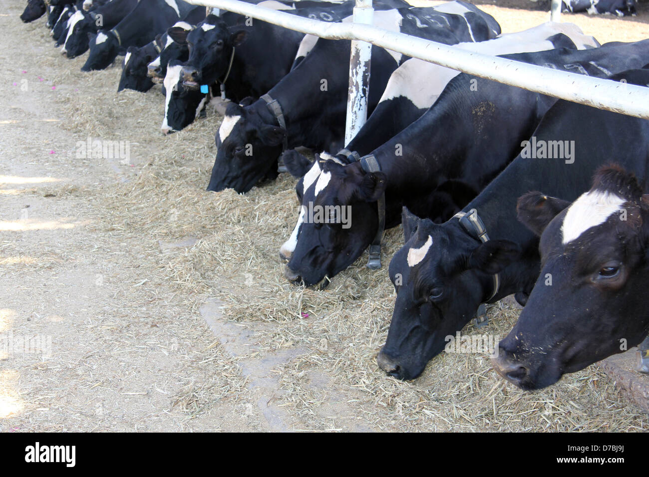 Le mucche in agricoltura diario stalla nel Kibbutz Ketura in Arava, a sud di Israele Foto Stock