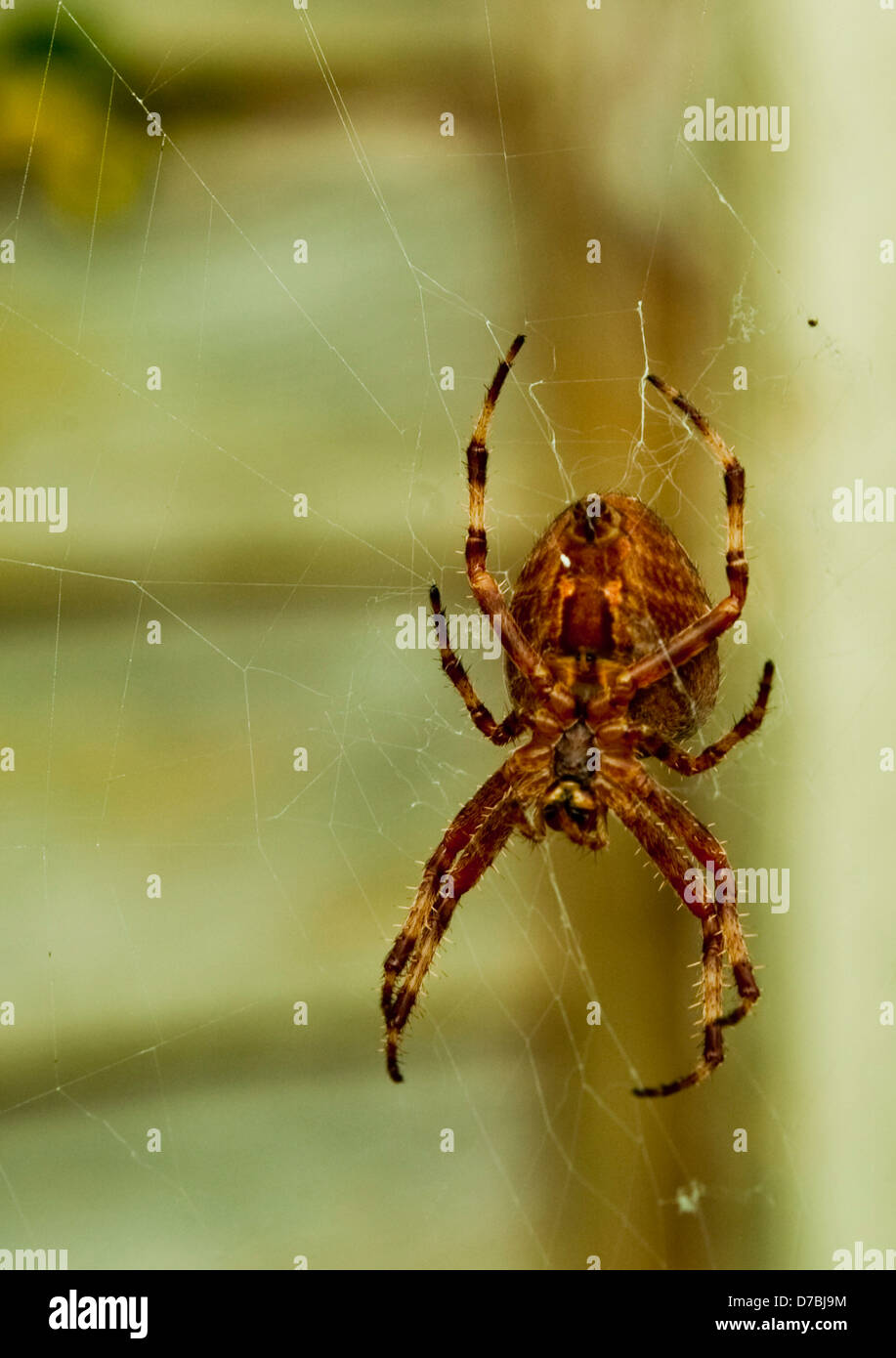 Brown spider nel suo web Foto Stock