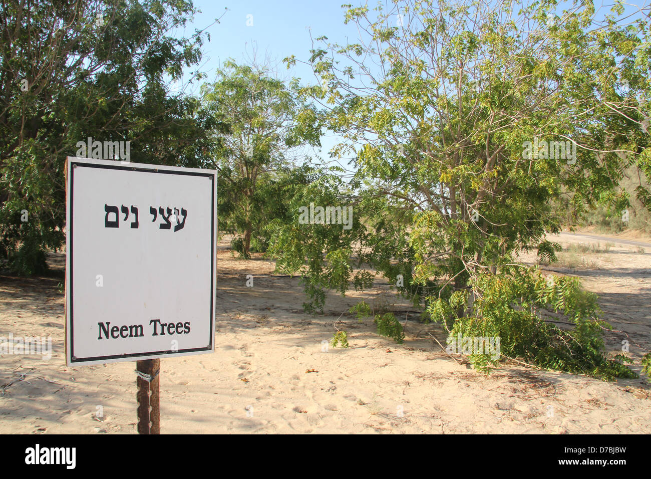 Neem alberi cresciuti in Kibbutz Ketura nella regione di Arava come parte del lavoro di ricerca svolto dalla dott.ssa Elaine Solowey Foto Stock