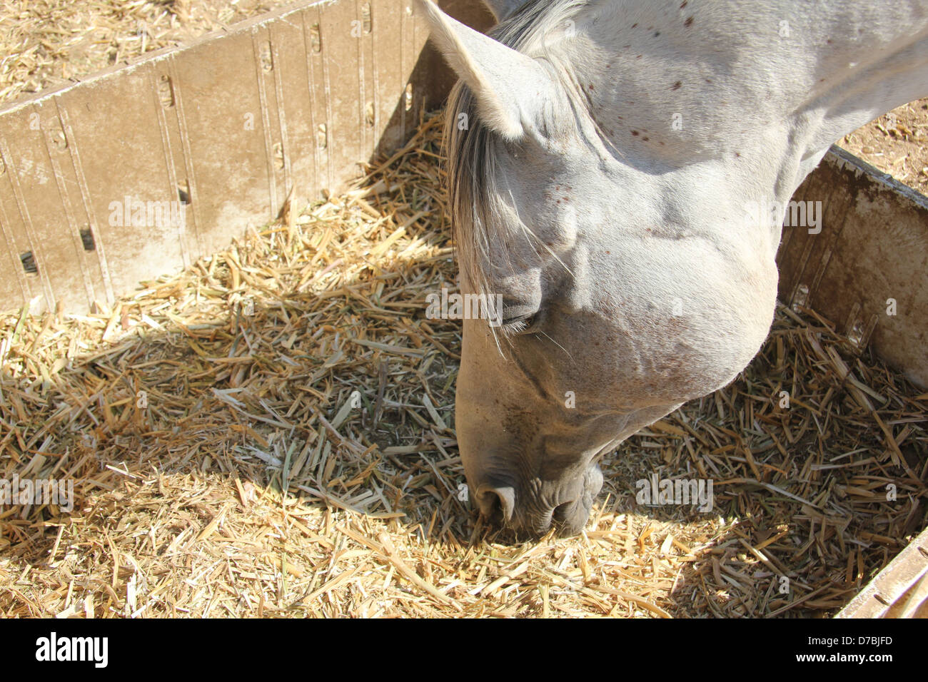 Cavallo di paglia di mangiare presso la stalla del kibbutz Ketura in Arava Foto Stock