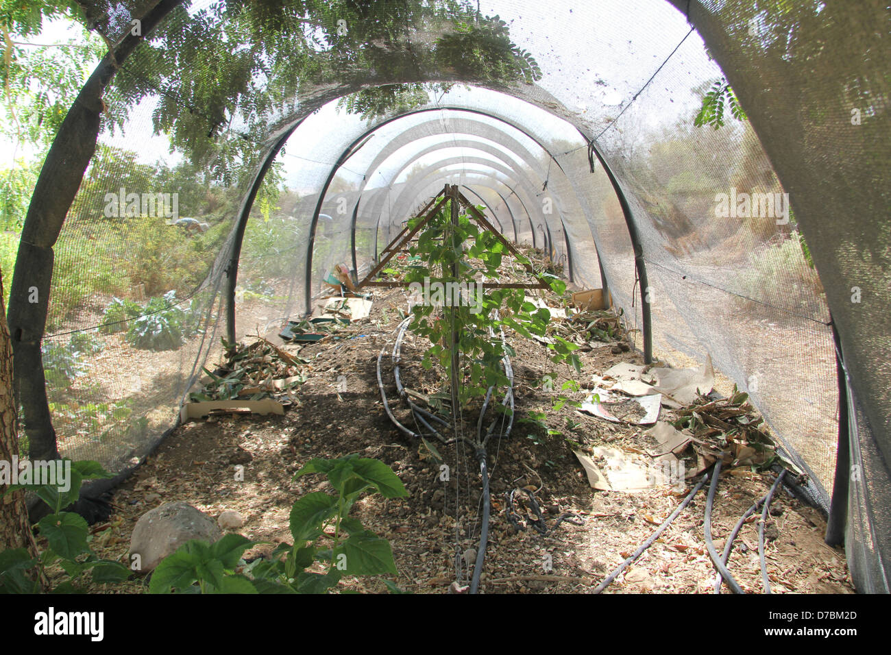 All'interno della serra ecologica nel Kibbutz Lotan nel deserto di Arava, a sud di Israele Foto Stock