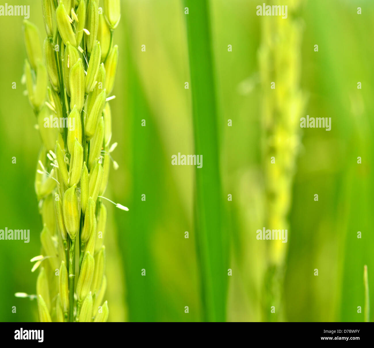Fattoria di riso, riso Jusmine in Thailandia Foto Stock