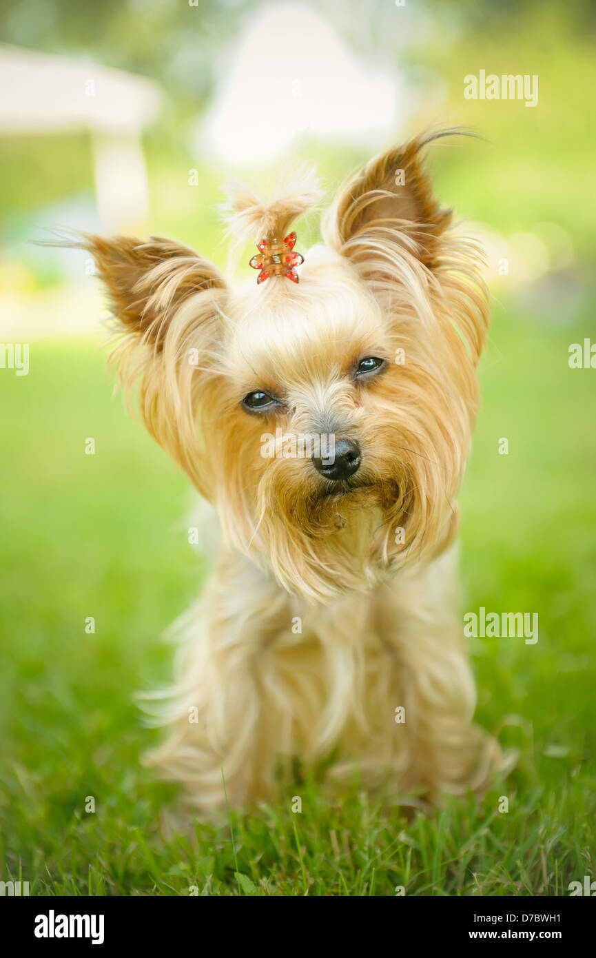 Piccolo Yorkshire Terrier nel campo Foto Stock