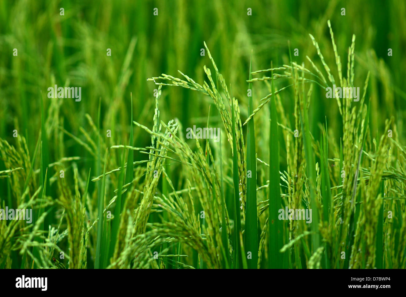 Fattoria di riso, riso Jusmine Foto Stock