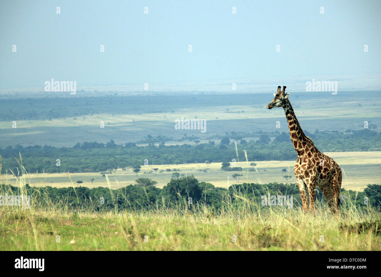 Maasai Giraffe (Giraffa Tippelskirchi) su una collina con il Masai Mara in background, al confine con il Masai Mara, Kenya Foto Stock