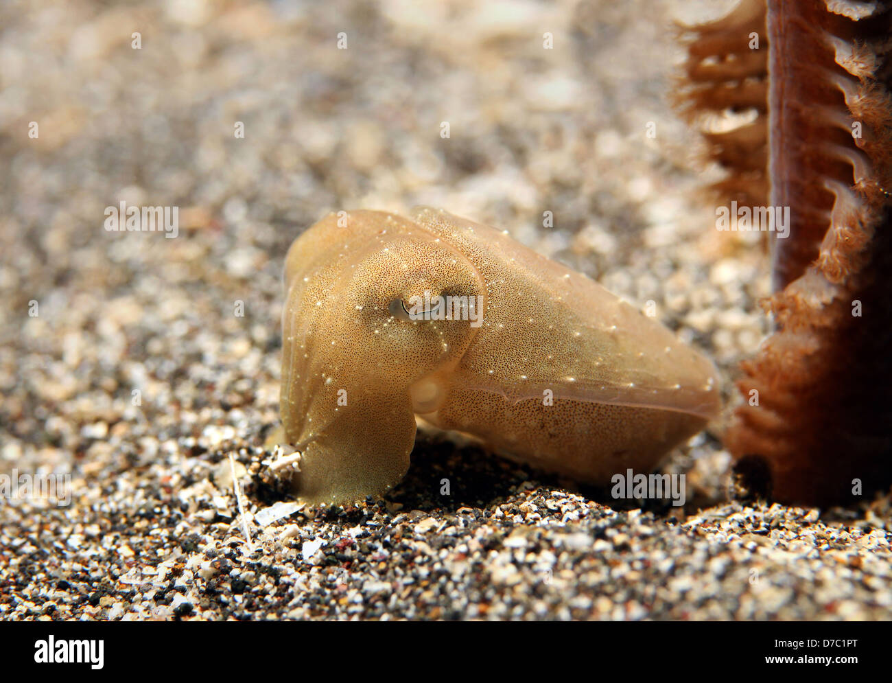 Pigmeo di Seppie (Sepia Bandensis) sul fondo di sabbia, Bunaken, Indonesia Foto Stock