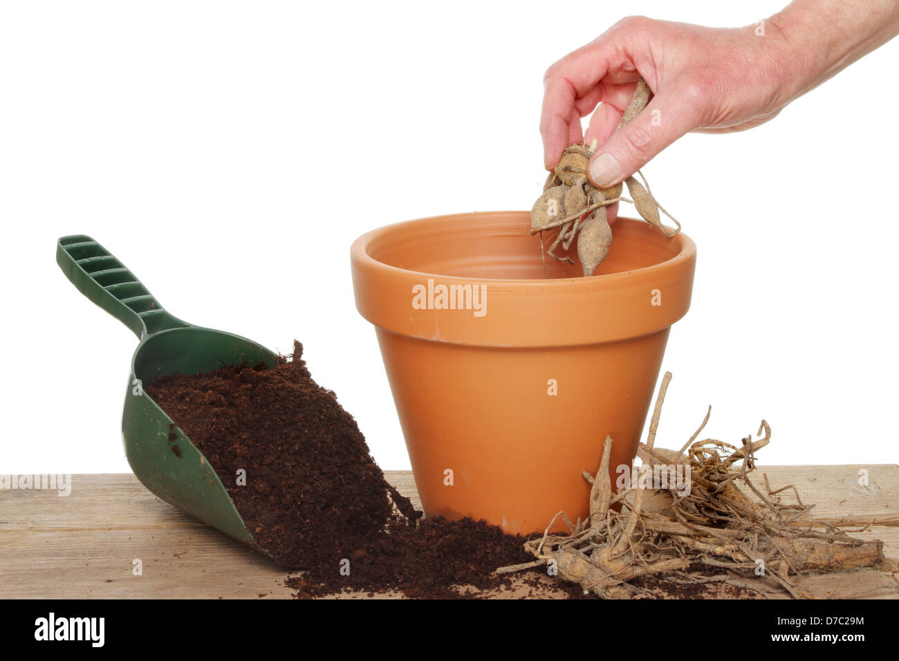La mano di piantare un tubero dahlia in una pentola di terracotta su un banco di incapsulazione Foto Stock