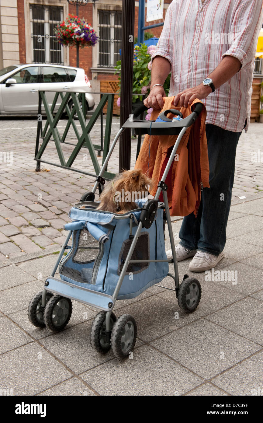 Un cane di piccola taglia in passeggino pram Boulogne-Sur-Mer Francia Europa UE Foto Stock