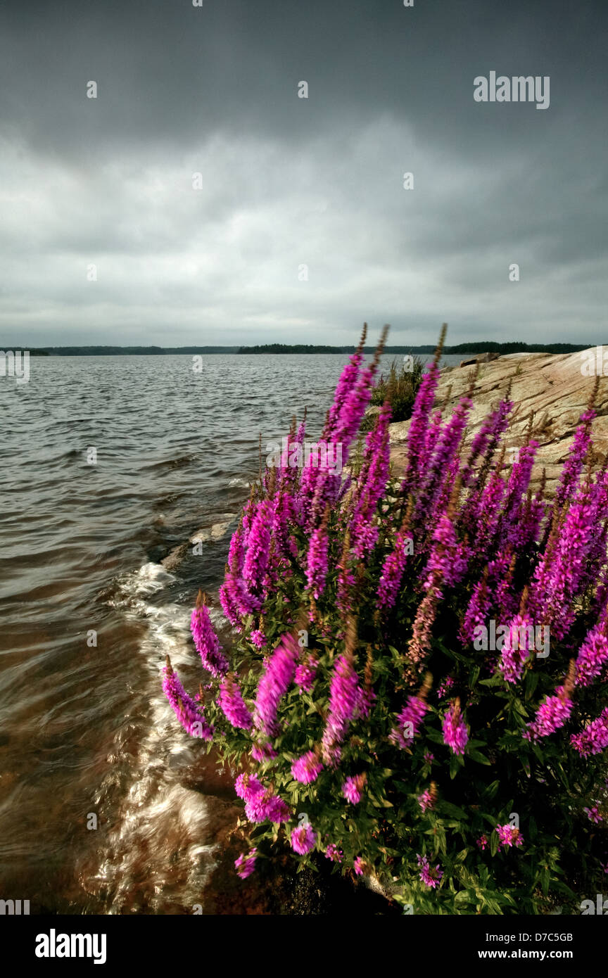 Purple Loosestrife fiori selvatici, Lythrum saliaria, presso le piccole isole Moskjaera nel lago Vansjø in Østfold, Norvegia. Foto Stock