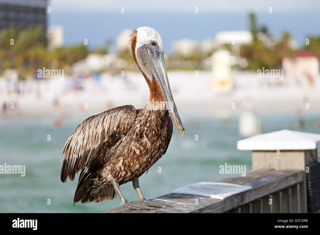 Un pellicano bruno bird in posa sulla ringhiera del molo pubblico in Clearwater Florida. Foto Stock