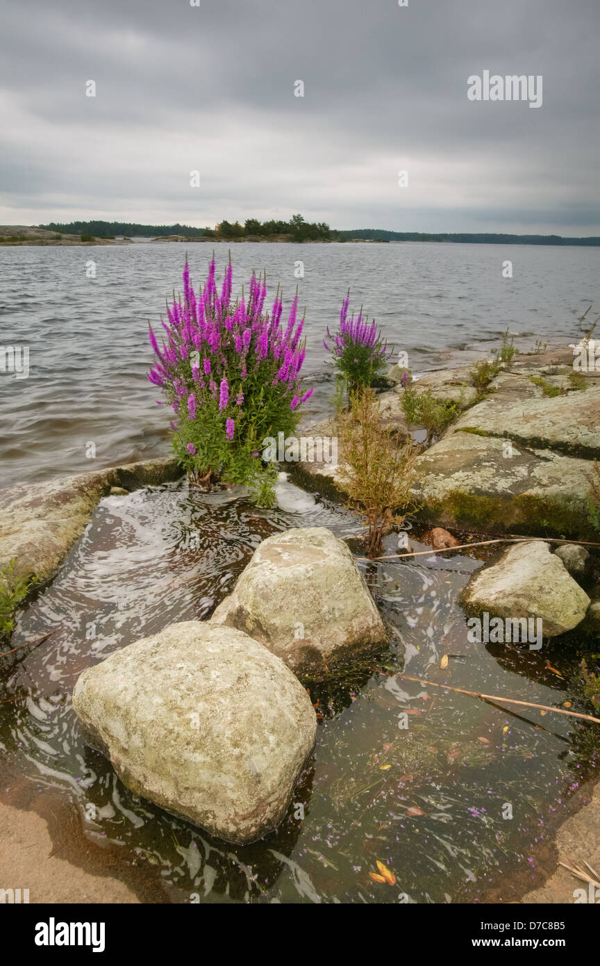 Purple loosestrife fiori, Lythrum salicaria, accanto al lago Vansjø in Østfold, Norvegia. Vansjø è una parte dell'acqua sistema chiamato Morsavassdraget. Foto Stock