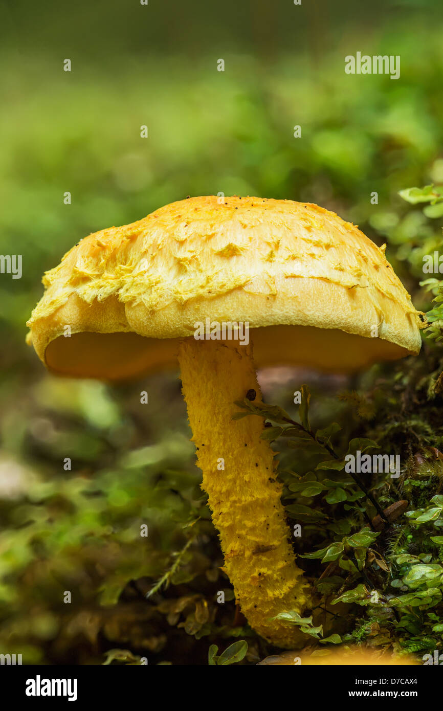 Fungo su un Log In Il vecchio la crescita delle foreste della Carmanah Walbran Parco Provinciale;l'isola di Vancouver British Columbia Canada Foto Stock