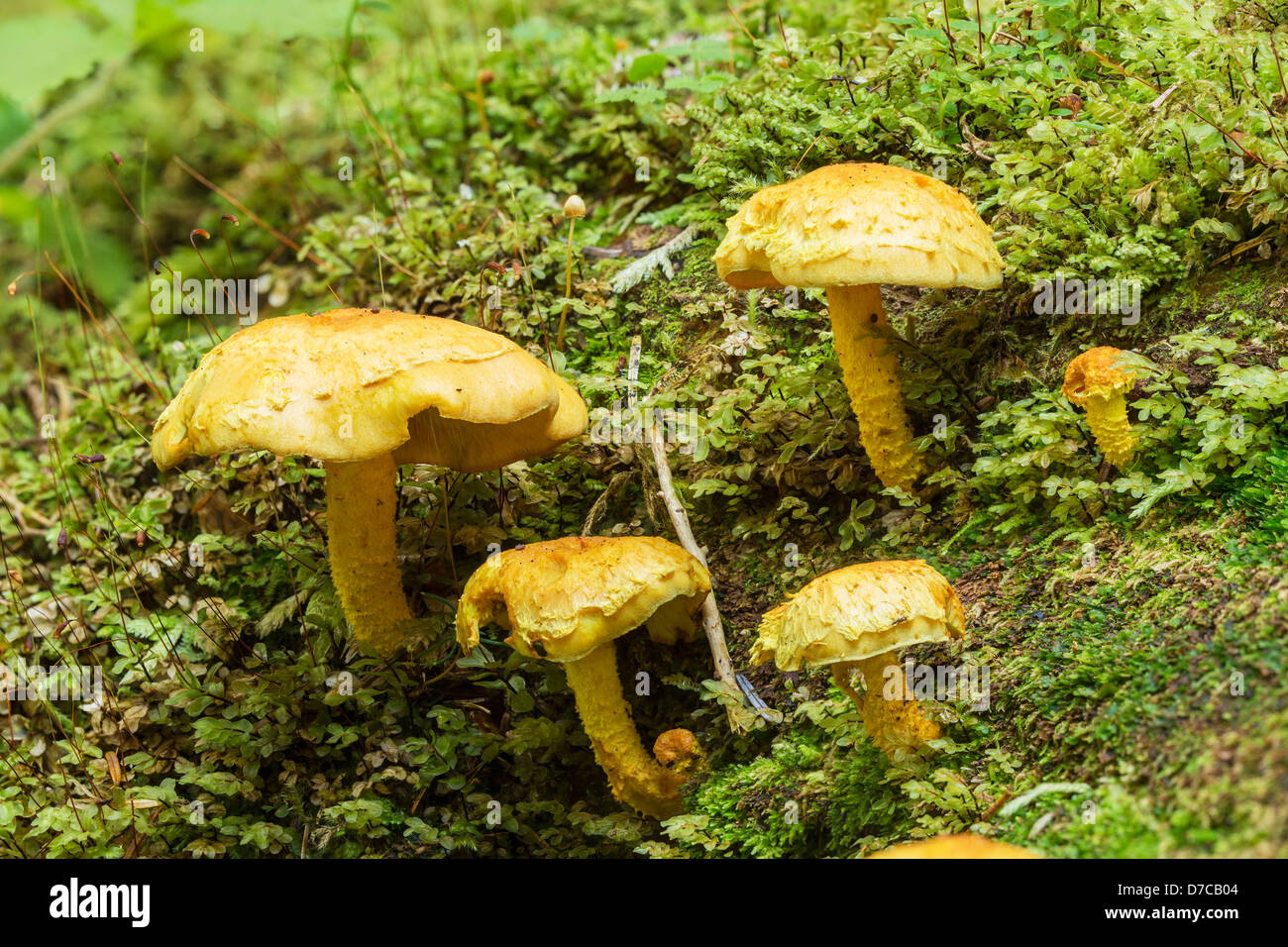 Funghi su un Log In Il vecchio la crescita delle foreste della Carmanah Walbran Parco Provinciale;l'isola di Vancouver British Columbia Canada Foto Stock