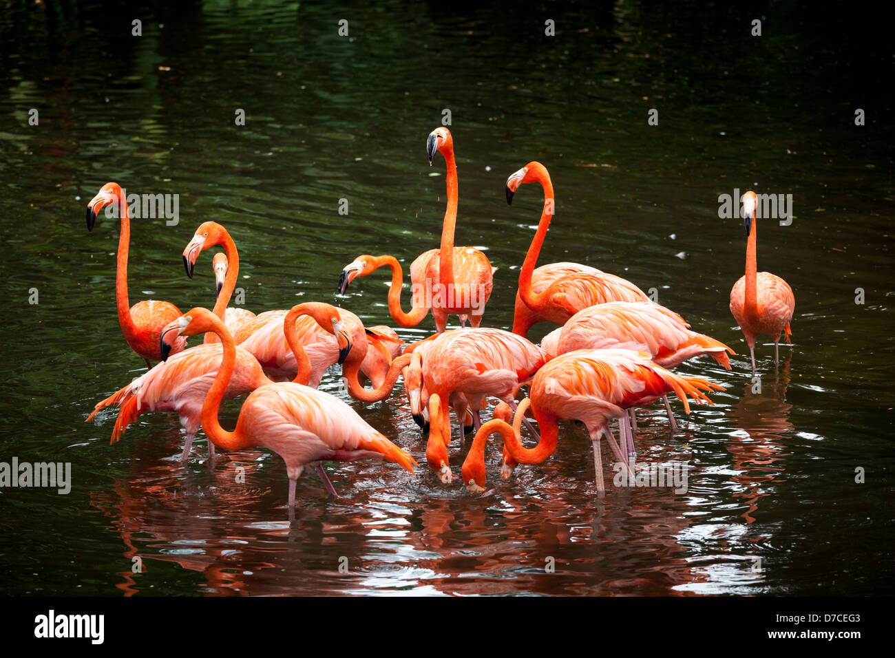 American Flamingo (Phoenicopterus ruber), arancione flamingo Foto Stock