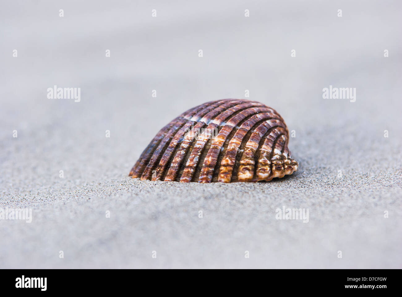 Seashell sulla spiaggia di sabbia, sullo sfondo della natura Foto Stock