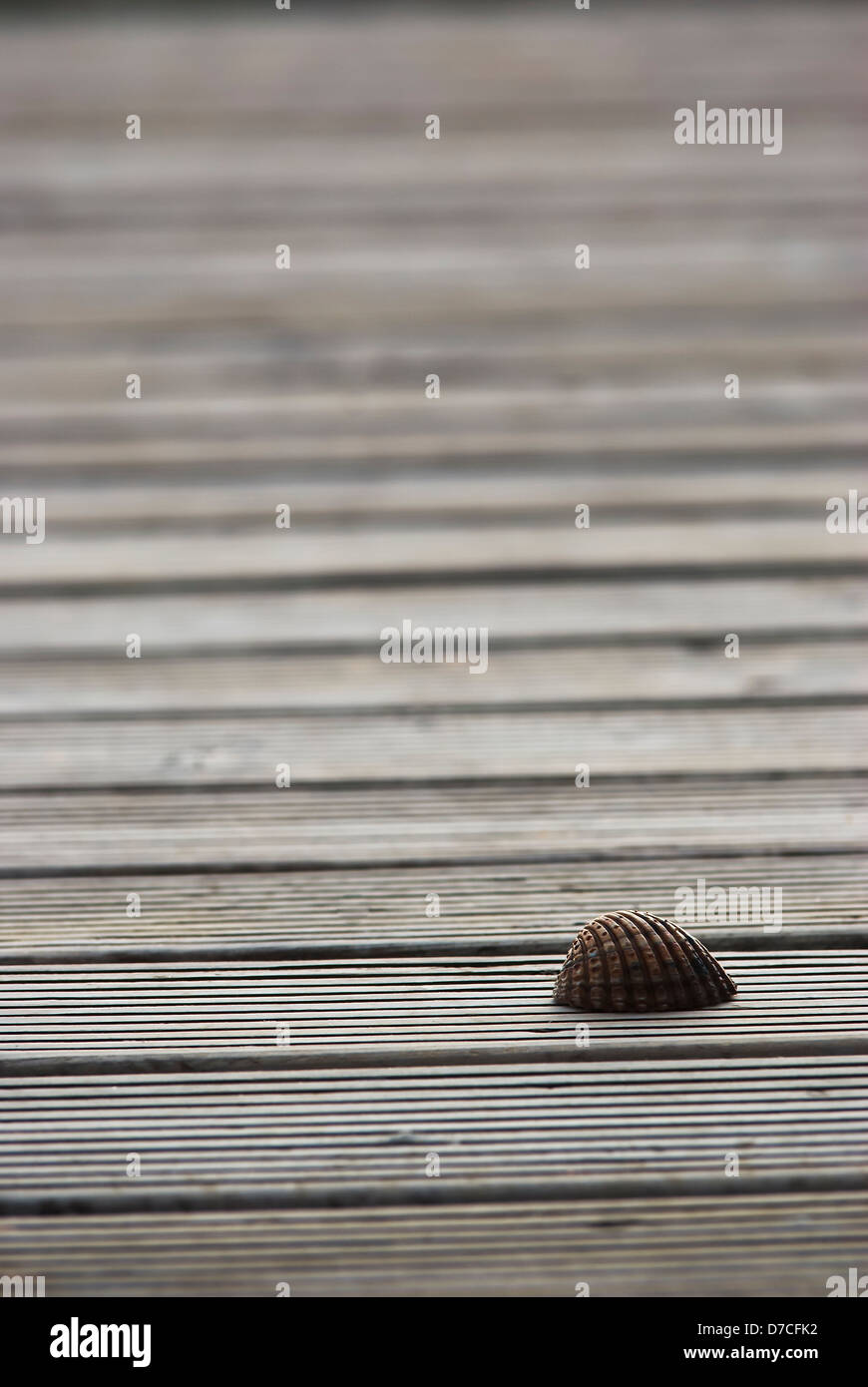 Una conchiglia sul legno, sullo sfondo della natura Foto Stock