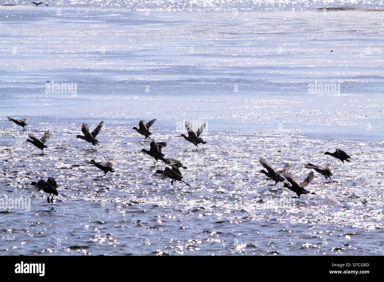 Togliere -Assuan (uccelli migratori stagione) Foto Stock