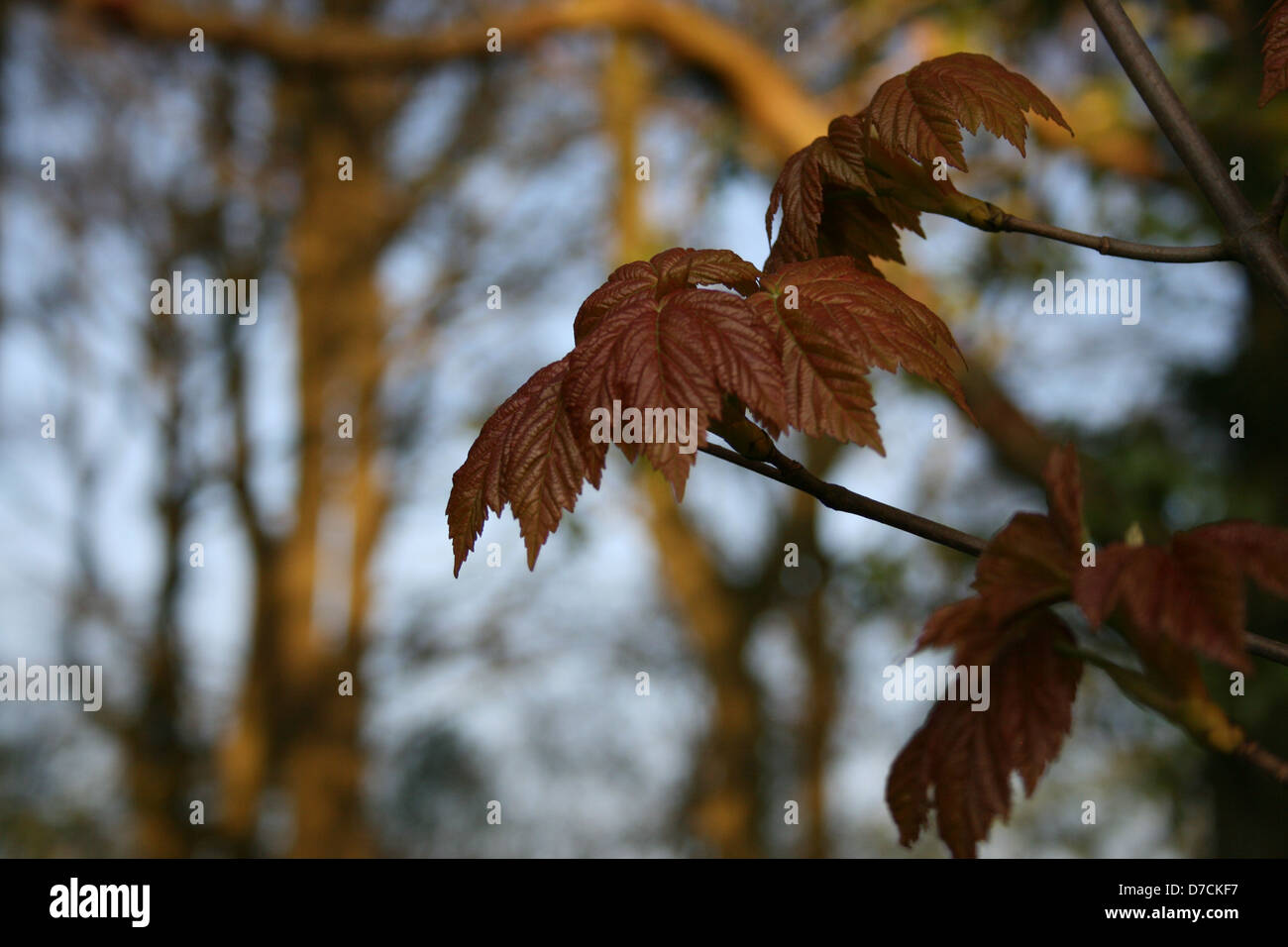 Foglie Foto Stock