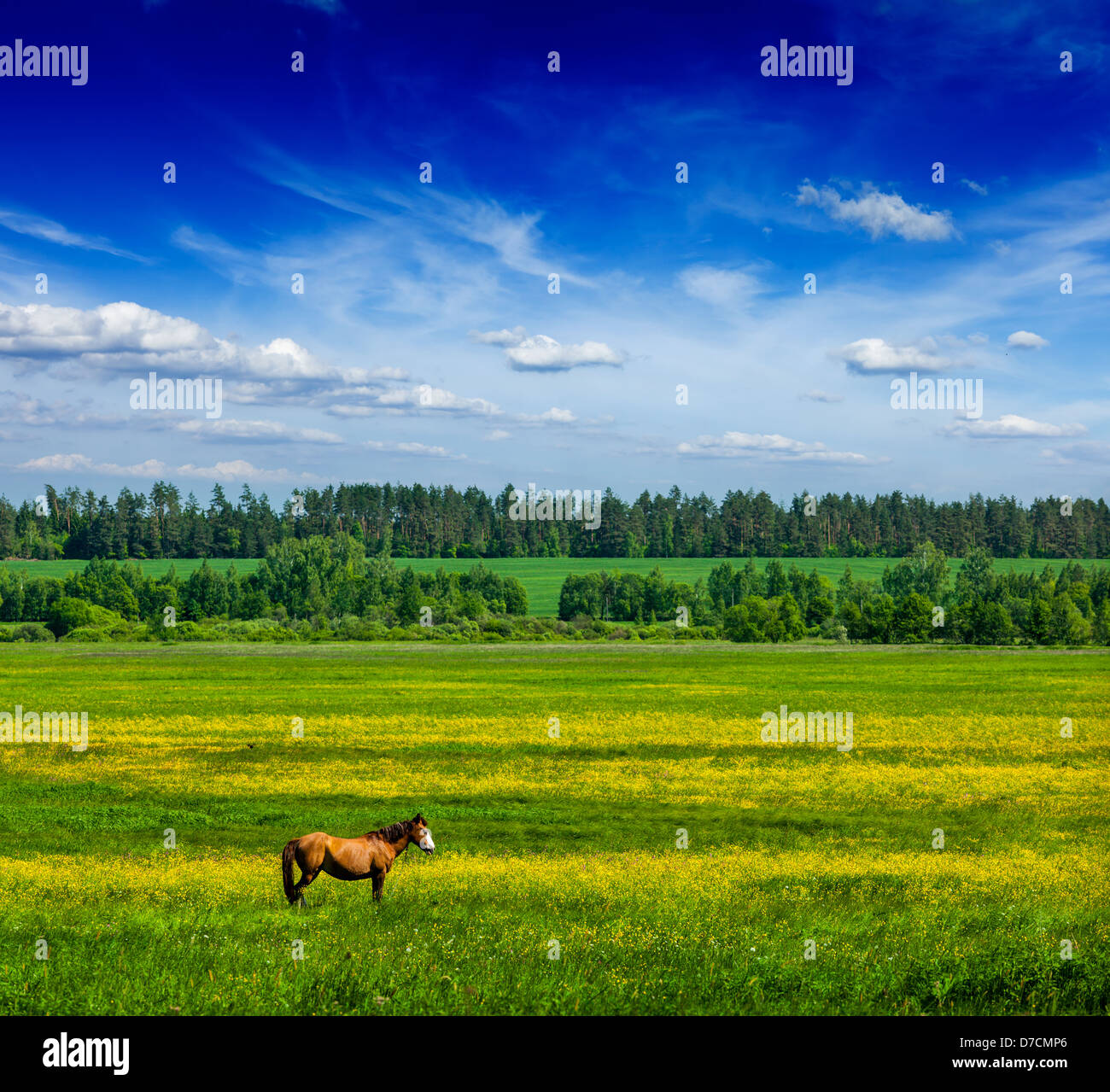 Primavera estate sfondo - erba verde prato campo paesaggio paesaggio sotto il cielo blu con cavallo al pascolo Foto Stock
