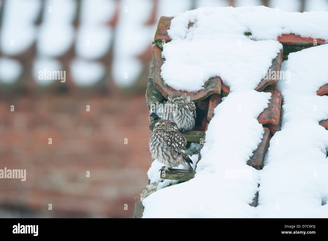 Civetta Athene noctua, coppia di adulti sul tetto della coperta di neve fienile abbandonati, Norfolk, Inghilterra, Gennaio Foto Stock