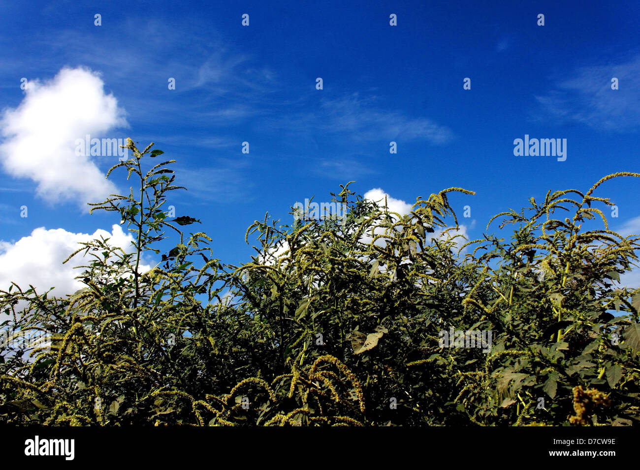 Un selvaggio piante tropicali contro un nuvoloso cielo blu. Foto Stock