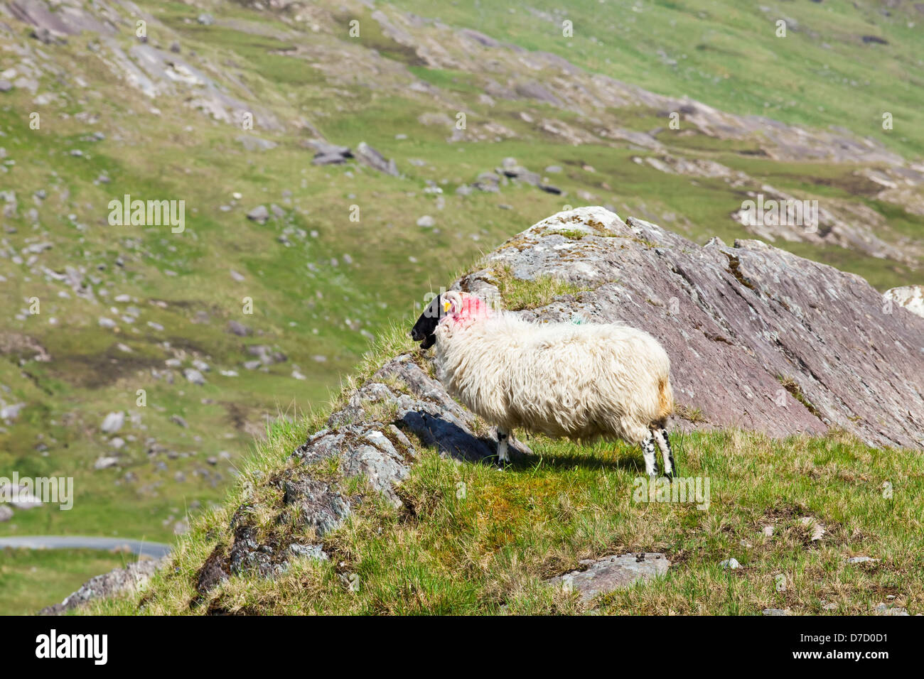 Una pecora con un tag e rosso dietro l'orecchio sorge su un crinale roccioso guardando sopra la valle sottostante; Healy pass, Irlanda Foto Stock