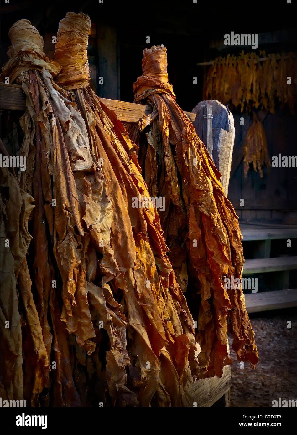 Foglie di tabacco set di pacchetti ad asciugare su una rampa di split recinto. Foto Stock