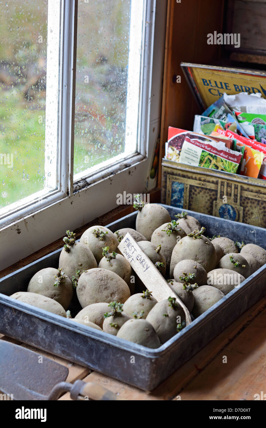 Certified primi tuberi seme di patate, 'Swift', essendo chiited nel vassoio accanto Potting Shed finestra Foto Stock