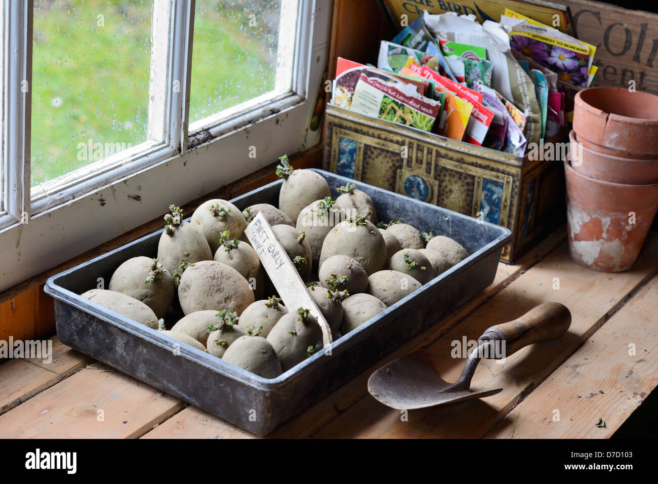 Certified primi tuberi seme di patate, 'Swift', essendo chiited nel vassoio accanto Potting Shed finestra Foto Stock