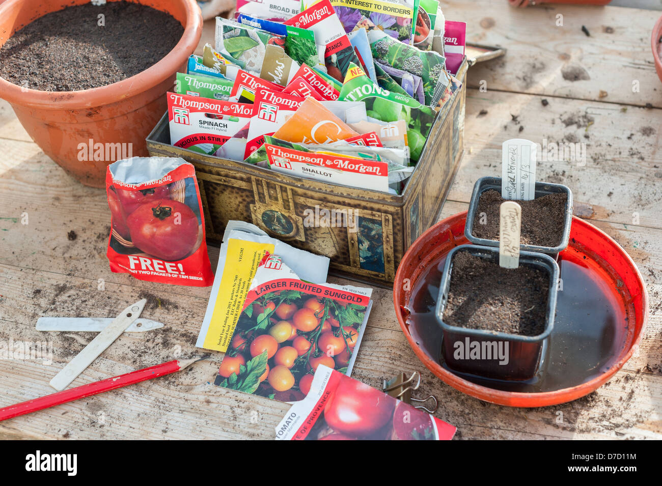Primavera banco di incapsulazione con pacchetti di sementi e di fresco di sementi seminate in vasi di essere imbevuti nel vassoio, Foto Stock