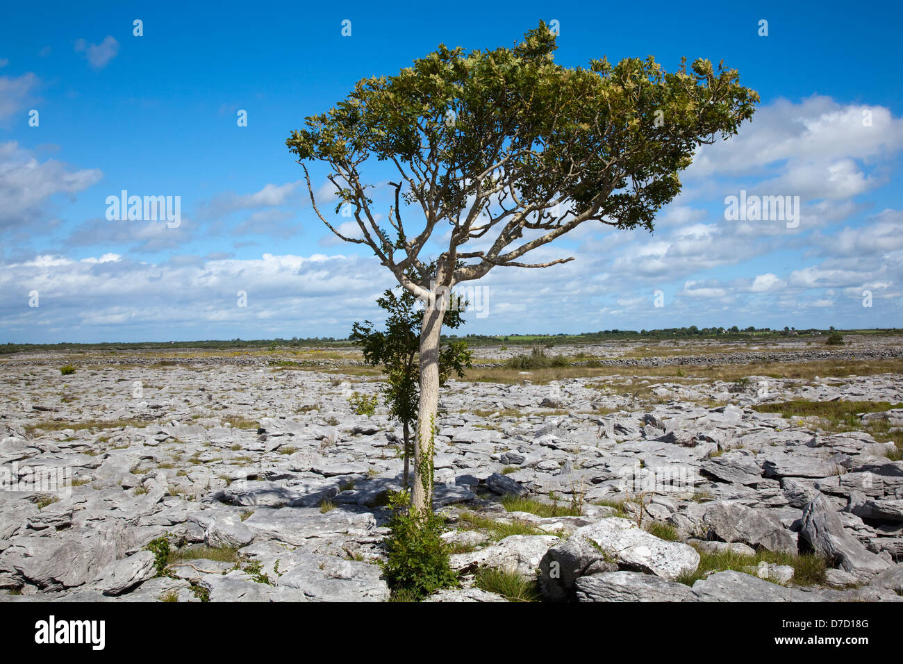 Un lone tree in corrispondenza del bordo del burren;County Galway Irlanda Foto Stock