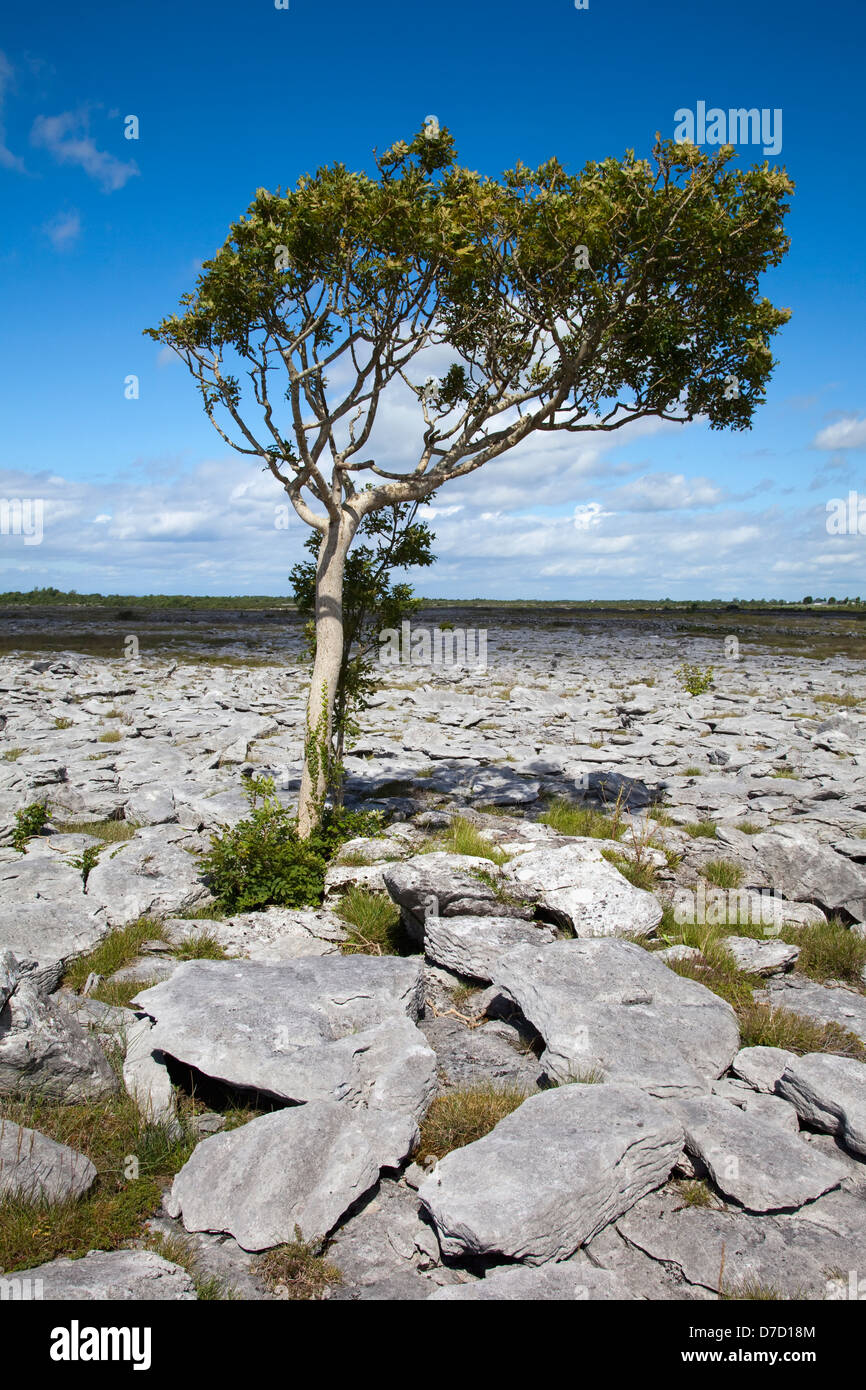 Un lone tree in corrispondenza del bordo del burren;County Galway Irlanda Foto Stock