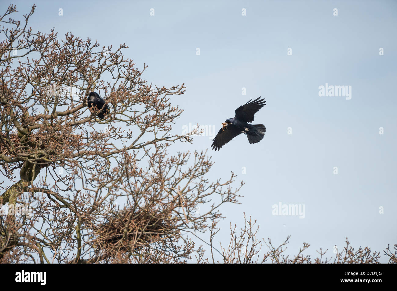 Coomon rook volando verso il nido di Norfolk, Inghilterra, Aprile Foto Stock