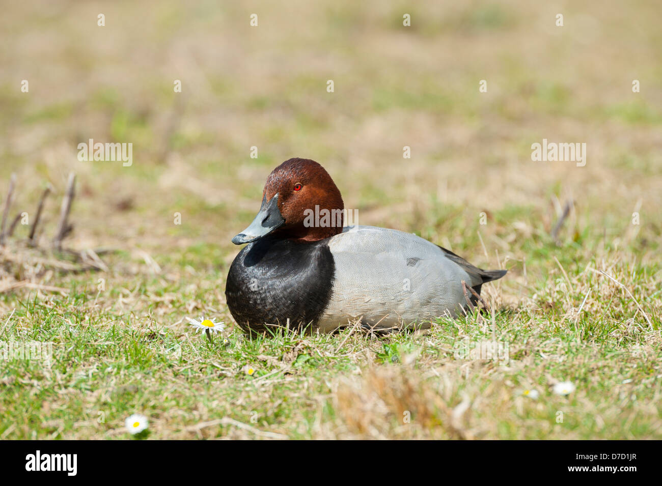 Pochard (Comune) Pochard Aythya ferina, maschile seduto su erba, Norfolk, Inghilterra, Aprile Foto Stock