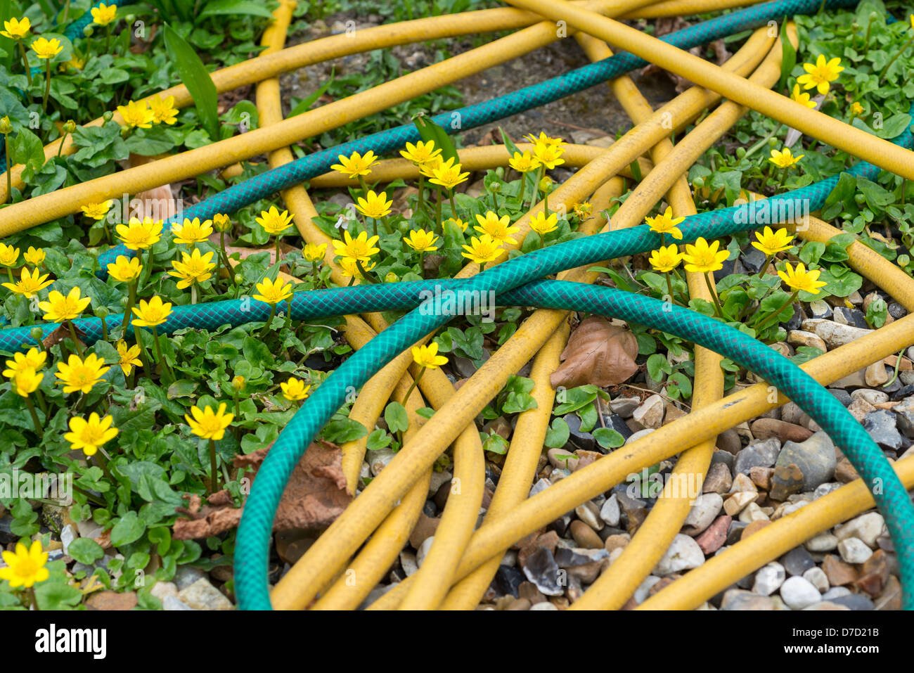 Celandines crescente tra scartato giardino tubo flessibile Foto Stock