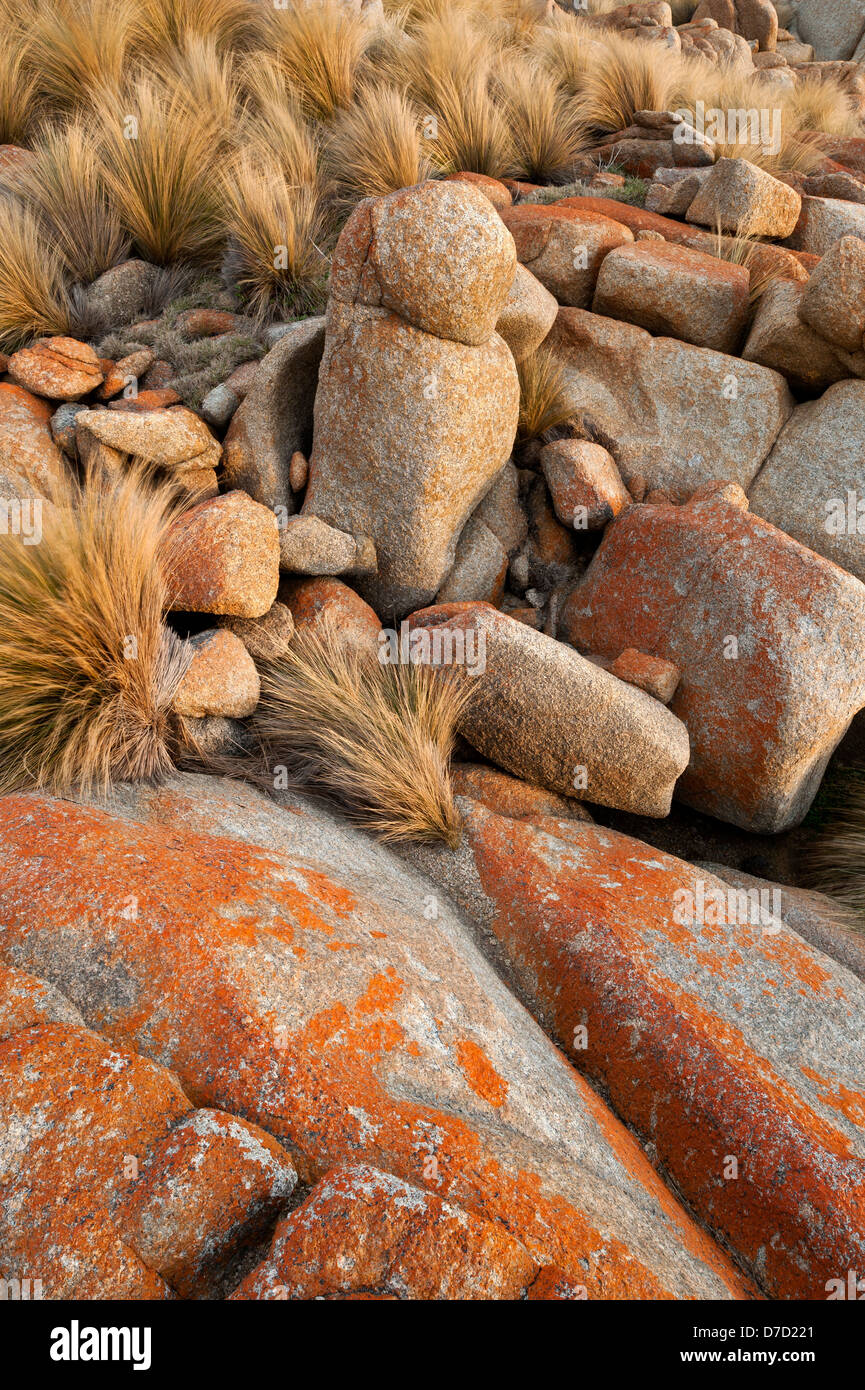 Il Lichen coperte da massi granitici e di erba tussocks su di un promontorio a Croajingolong National Park Victoria Australia Foto Stock