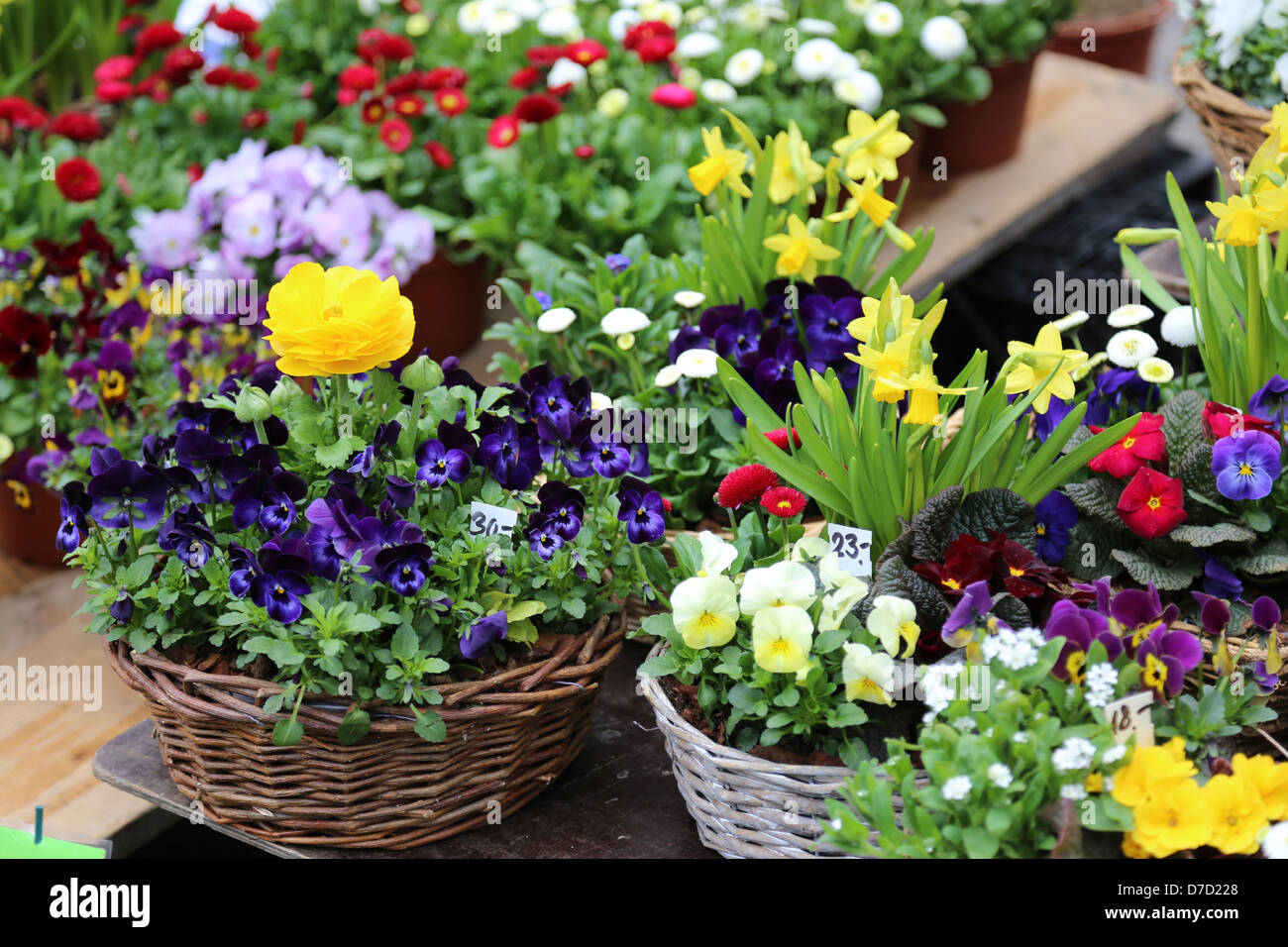 Composizioni di fiori in cestelli Foto Stock