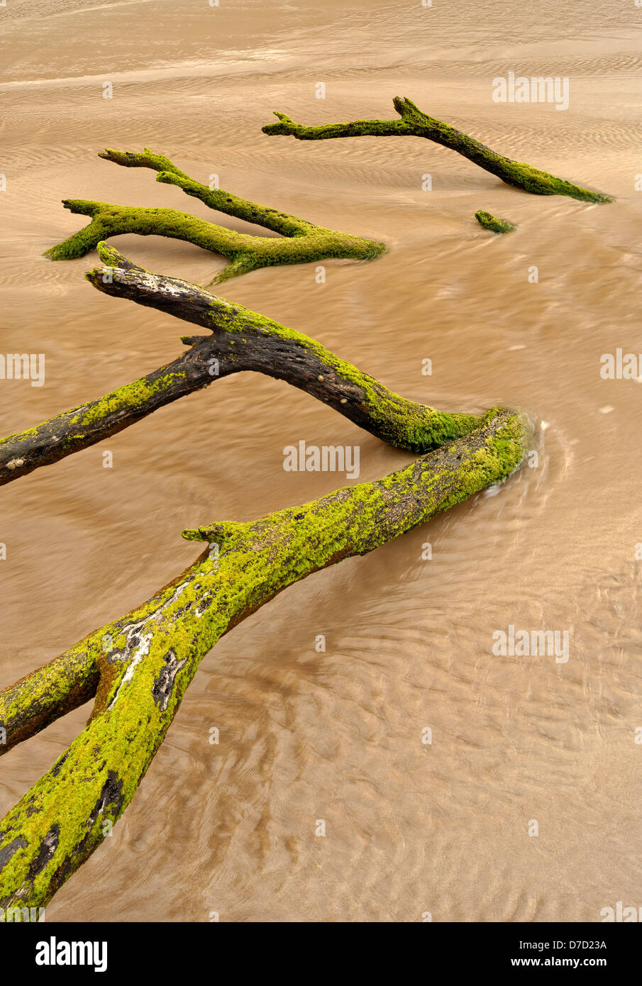 I rami di un albero morto coperto di alghe sulla spiaggia di Parker di ingresso sul grande Otway National Park Victoria Australia Foto Stock