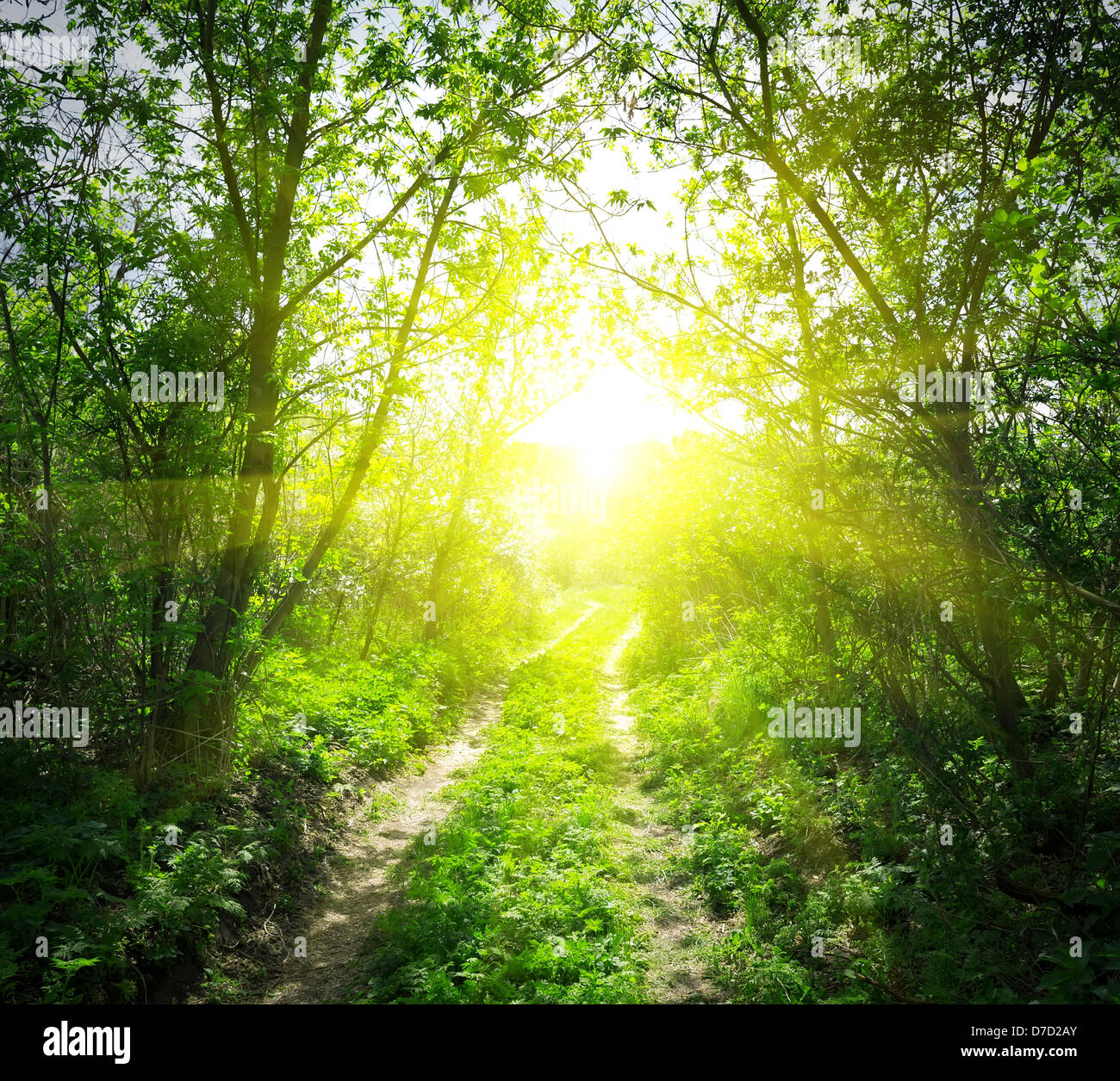 Country Road in Deep Forest e la luce del sole Foto Stock