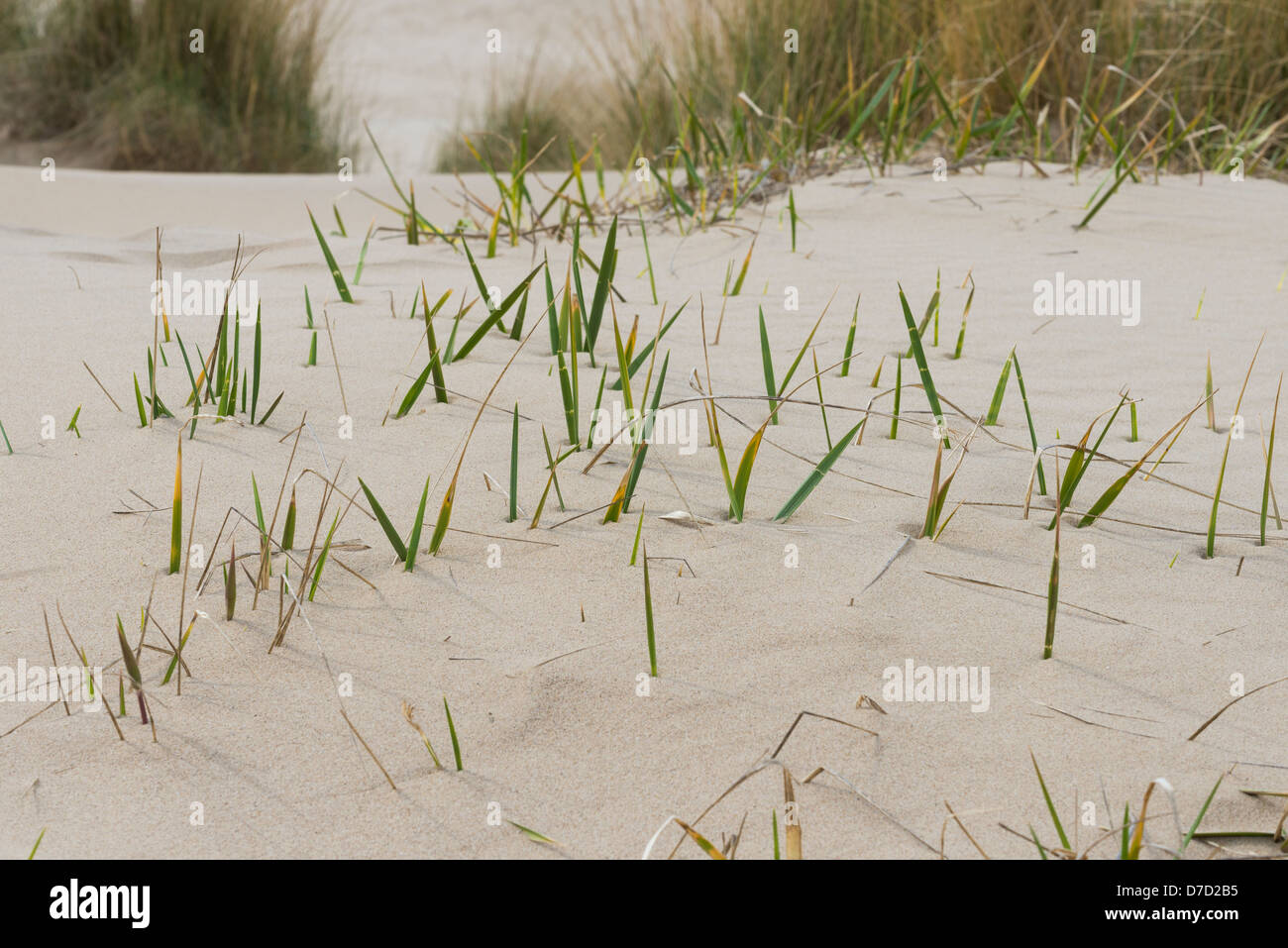 Spatina angelica, erba che istituisce sulle dune, Holkham Bay, Aprile Foto Stock