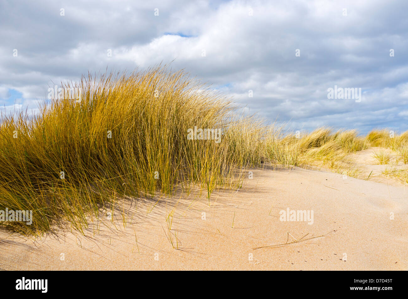 Marram grass crescono sulle dune di sabbia a Dunstanburgh, Northumberland, England, Regno Unito Foto Stock