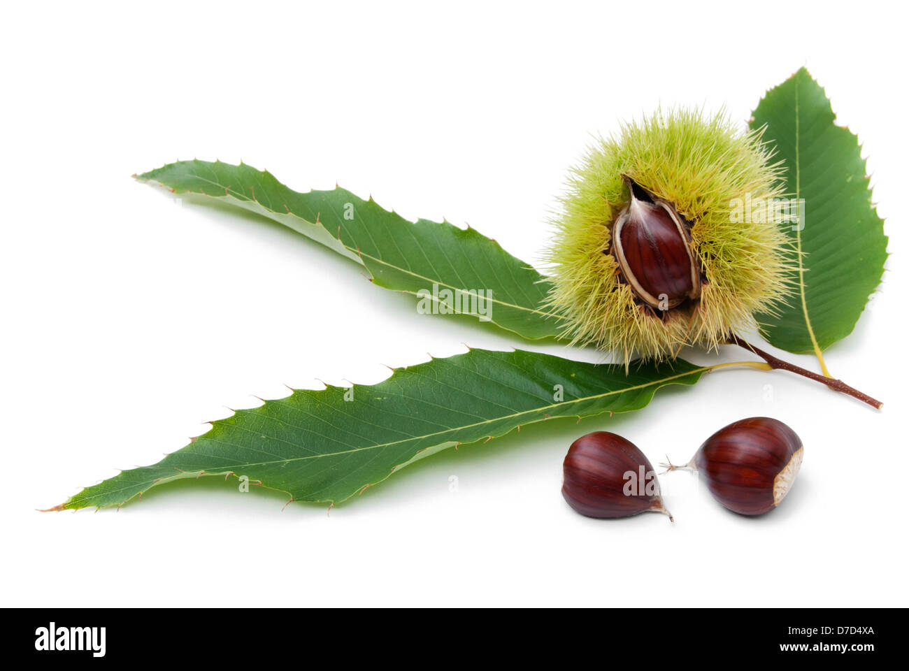Dolce di castagne metà frutta split con semi e foglie su sfondo bianco Foto Stock