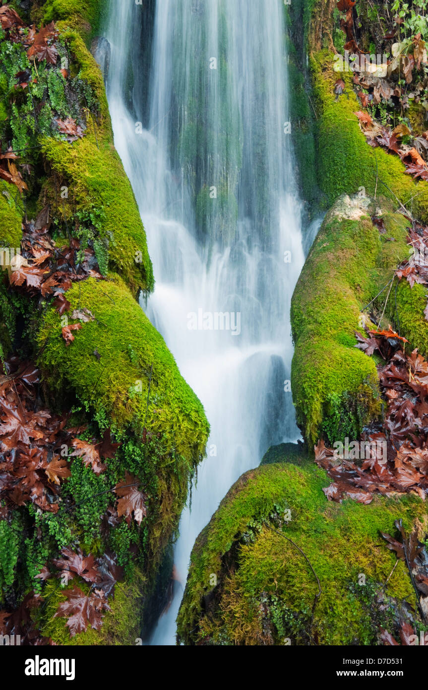 Un torrente di cascata attraversa moss-rocce coperte in autunno Foto Stock