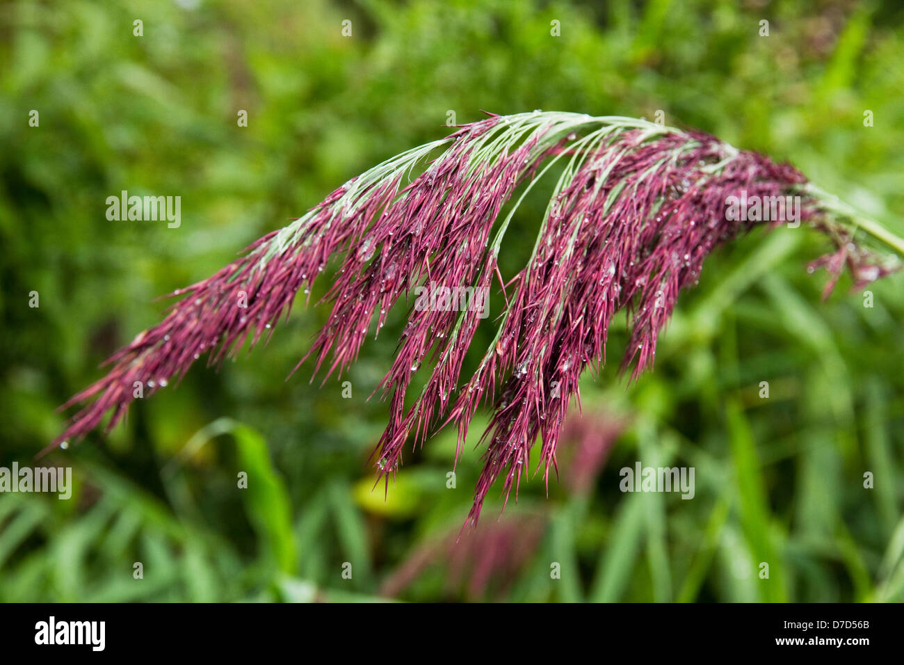 Lago-erbe laterale dopo la doccia a pioggia Foto Stock
